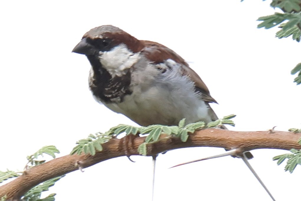 House Sparrow - ML647461313