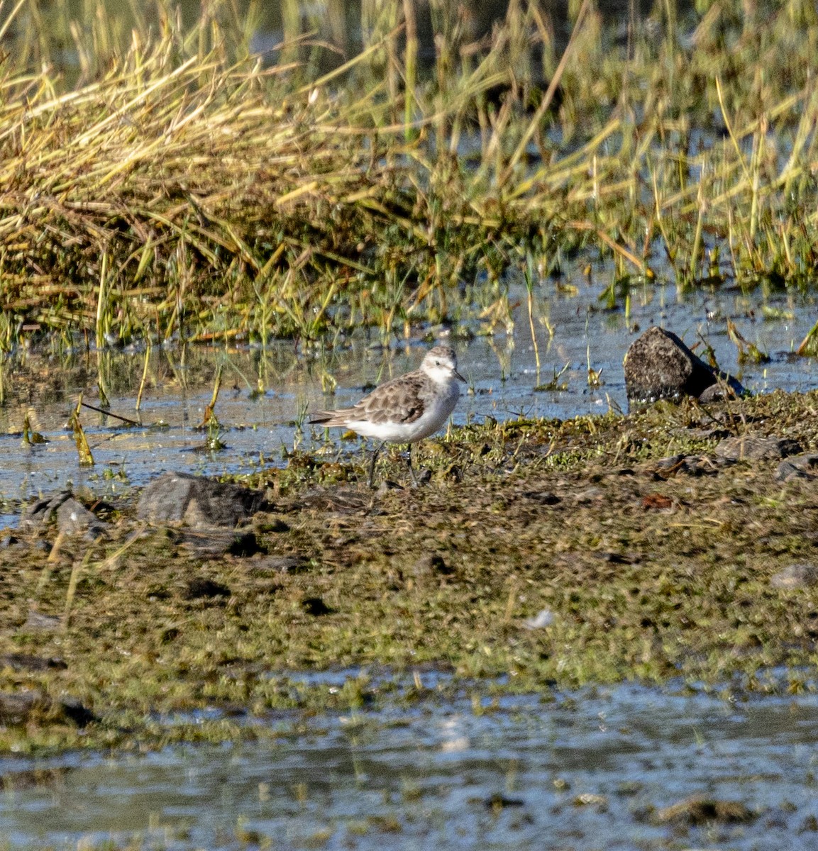 Küçük Kumkuşu - ML647461323