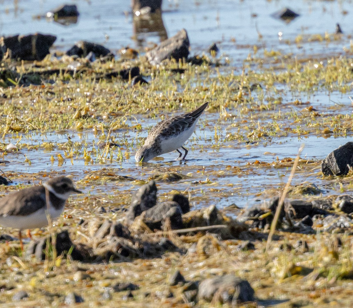 Küçük Kumkuşu - ML647461324