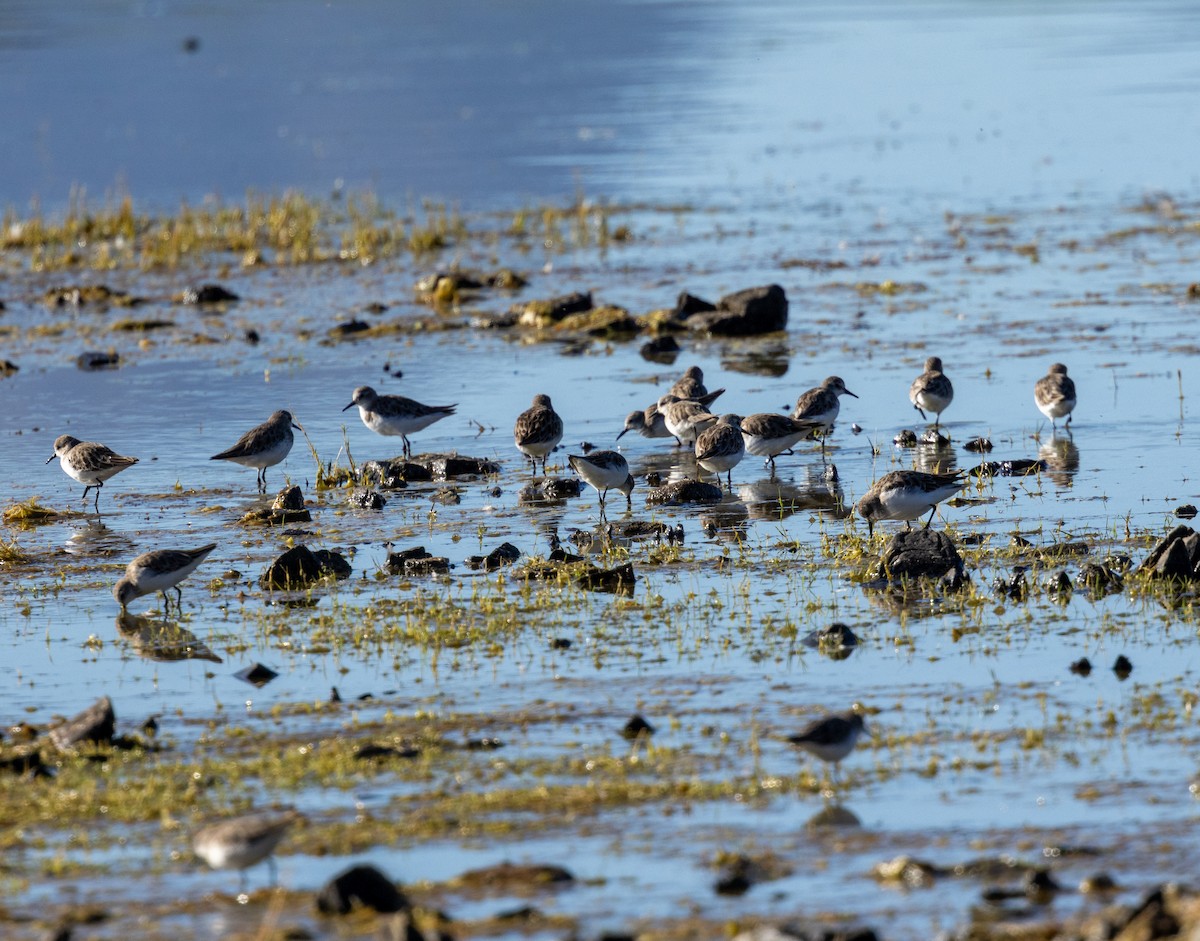 Küçük Kumkuşu - ML647461325