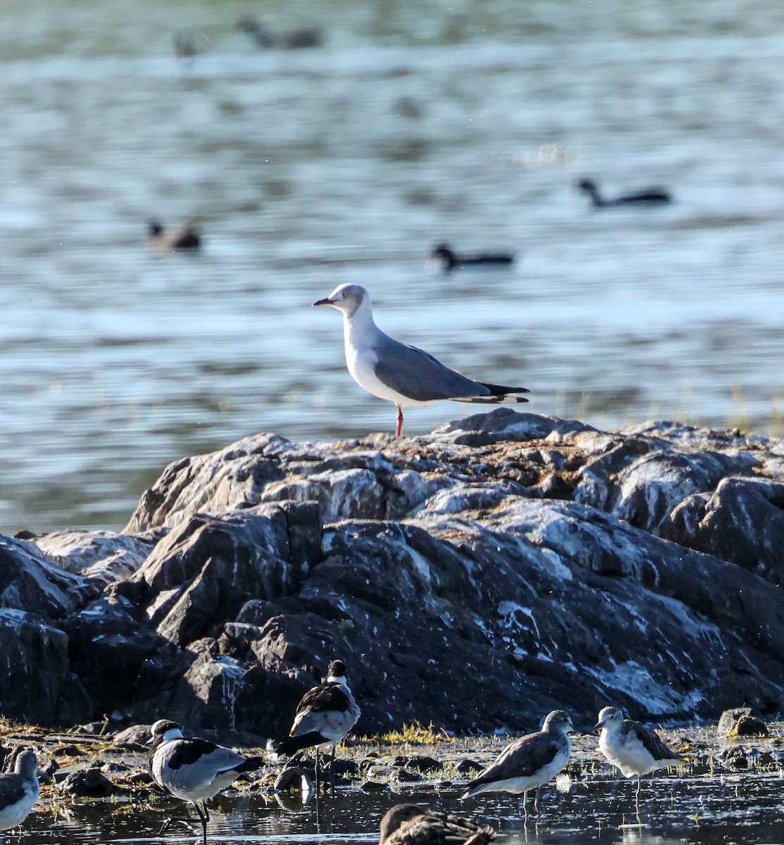 racek šedohlavý - ML647461337