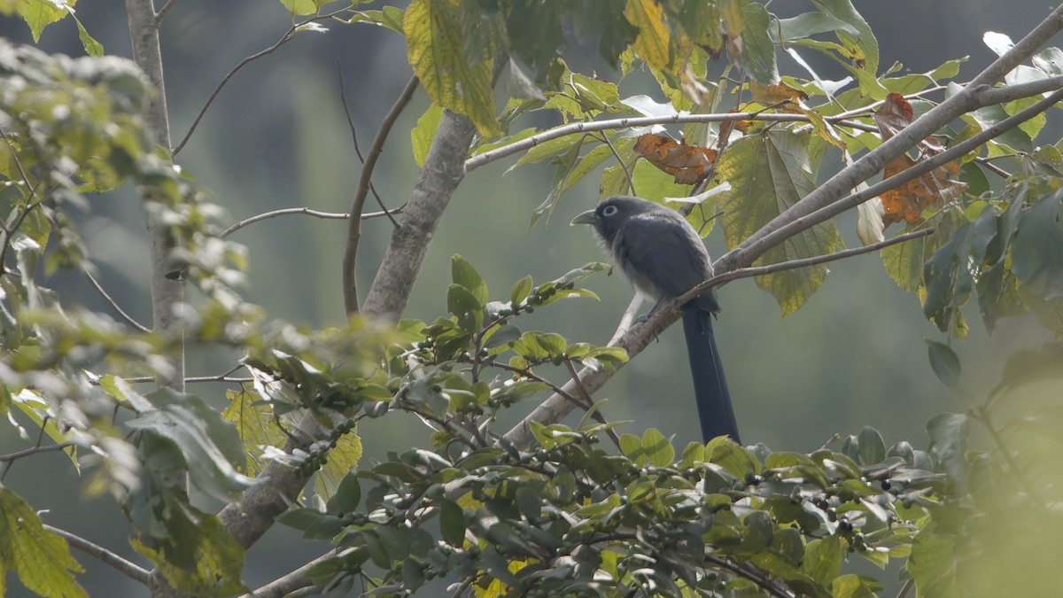 Blue-faced Malkoha - ML647461348