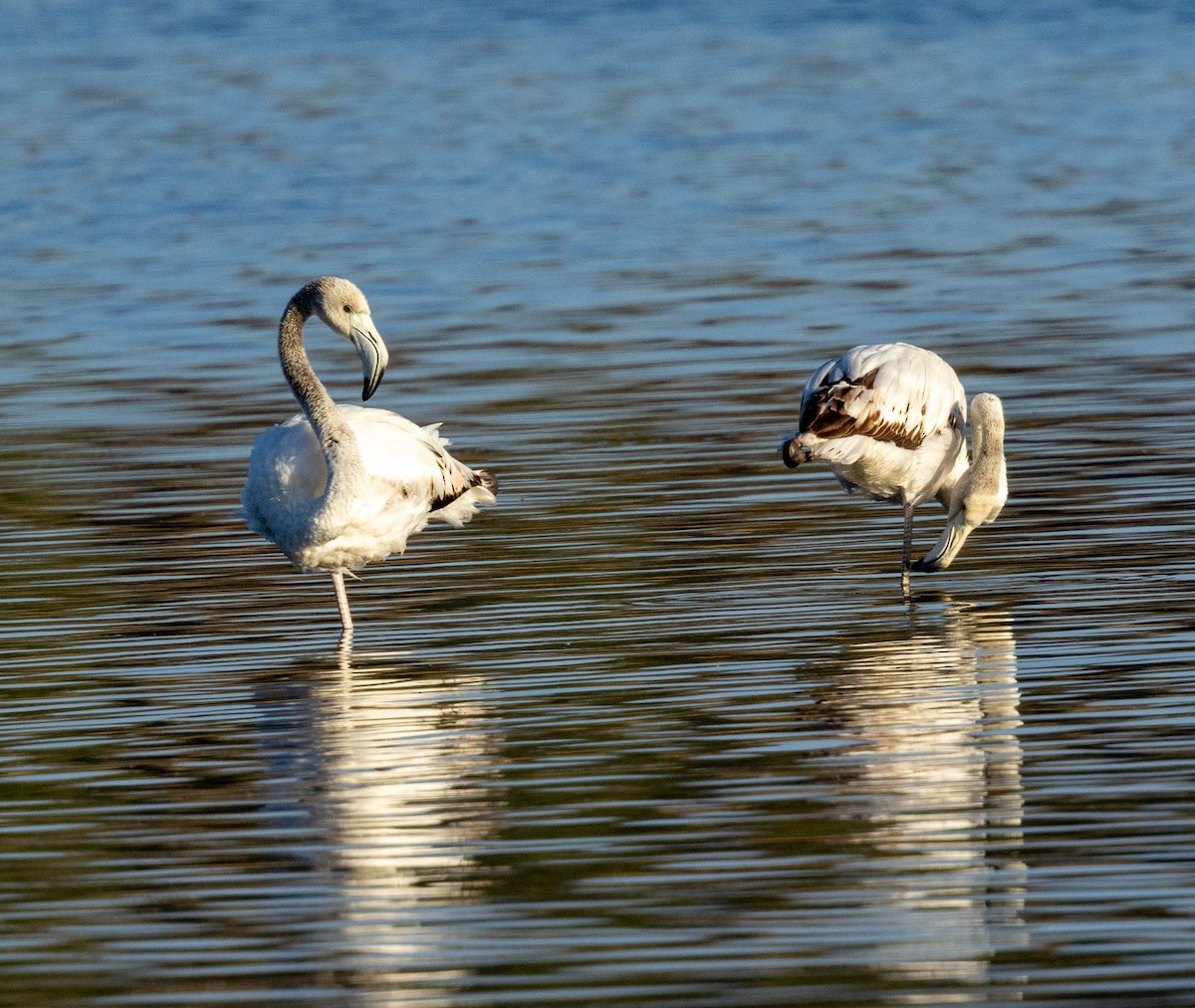 Flamant rose - ML647461356