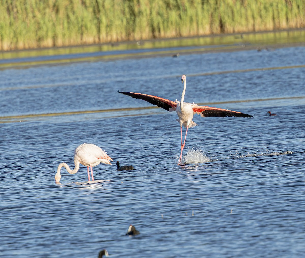 Flamant rose - ML647461357