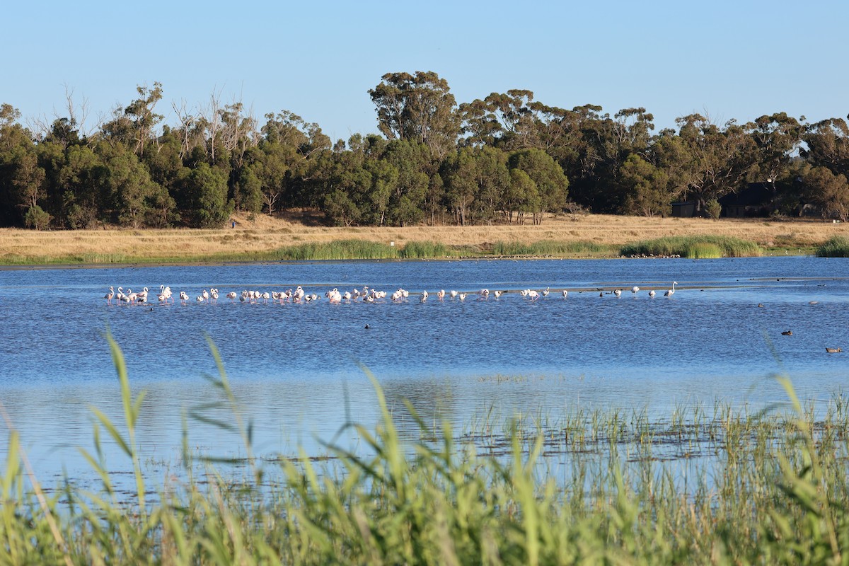 Flamant rose - ML647461359