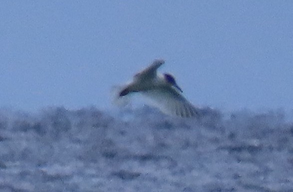 Common Tern - ML647461363