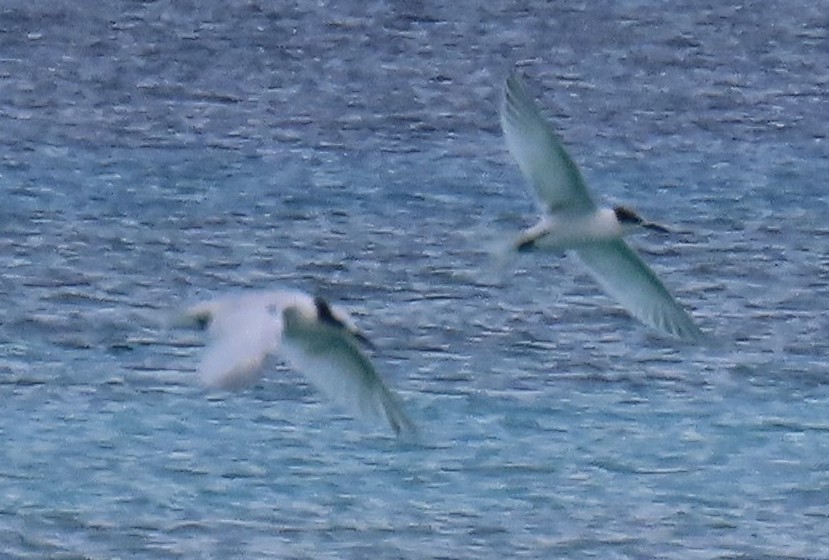 Common Tern - ML647461364