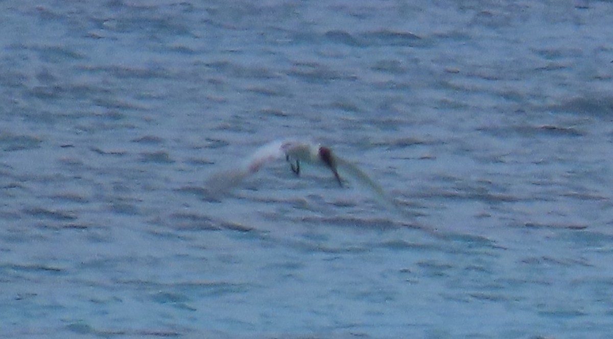 Common Tern - ML647461365