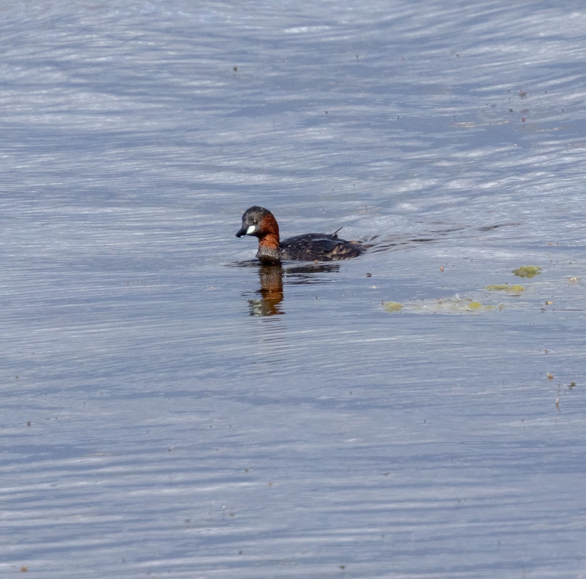 Little Grebe - ML647461367