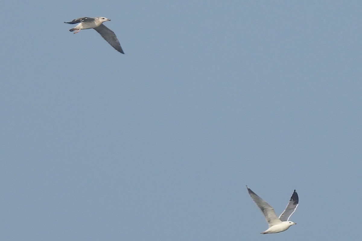 Kaio iluna - ML647461371