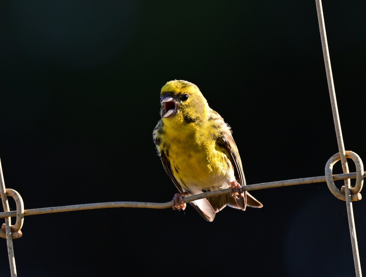 European Serin - ML647461372