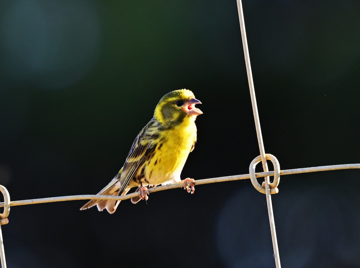European Serin - ML647461374