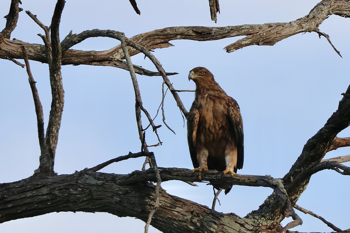 Tawny Eagle - ML647461380