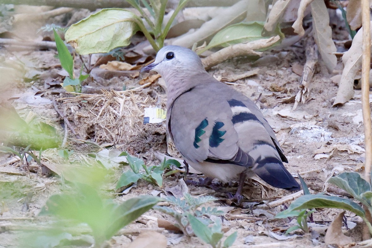 Горлиця сомалійська - ML647461393