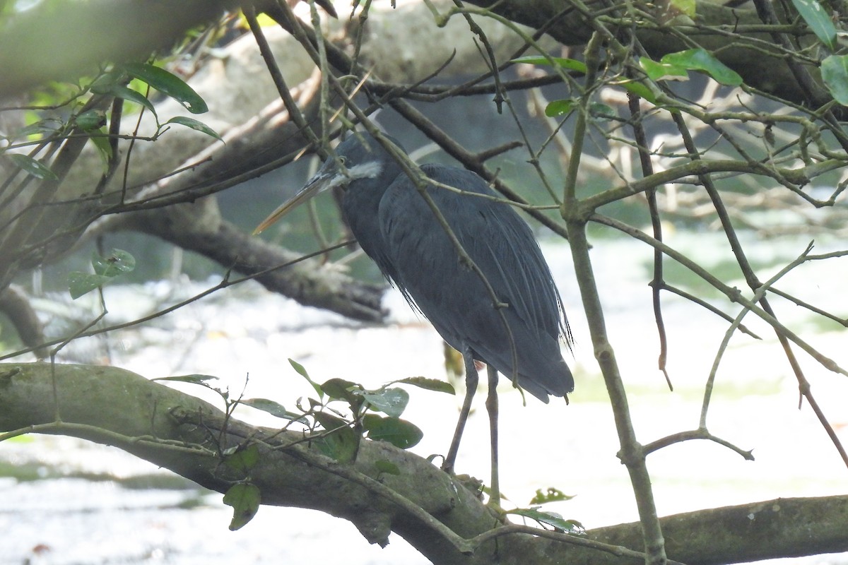 Western Reef-Heron - ML647461396