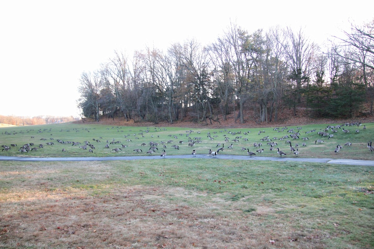 Казарка канадська - ML647461430