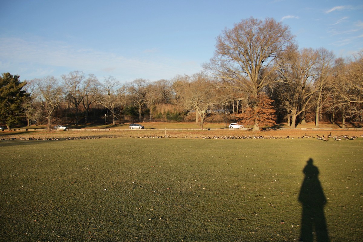 Казарка канадська - ML647461433