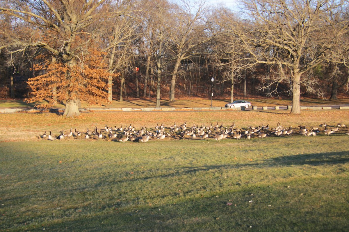 Казарка канадська - ML647461434