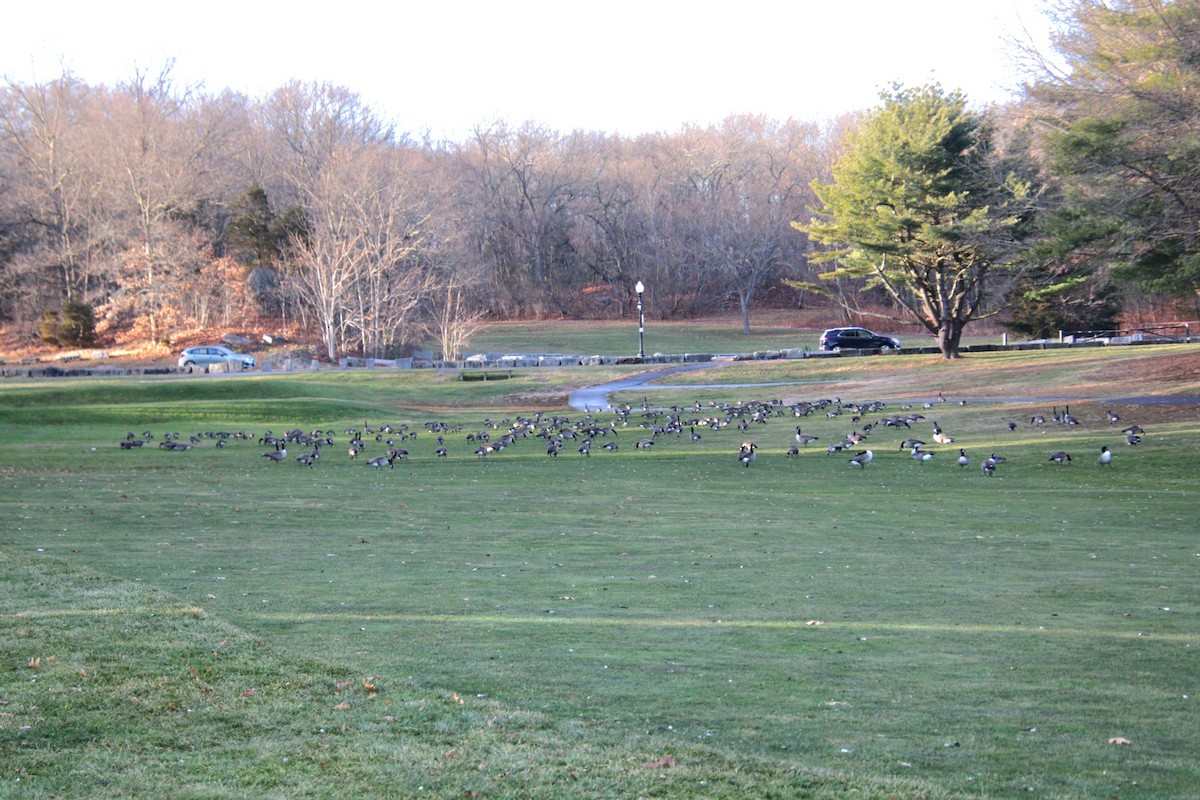 Казарка канадська - ML647461435