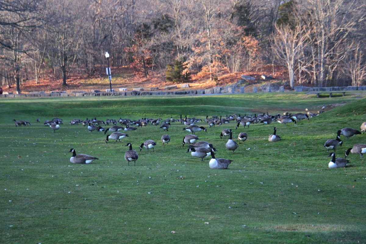 Казарка канадська - ML647461436