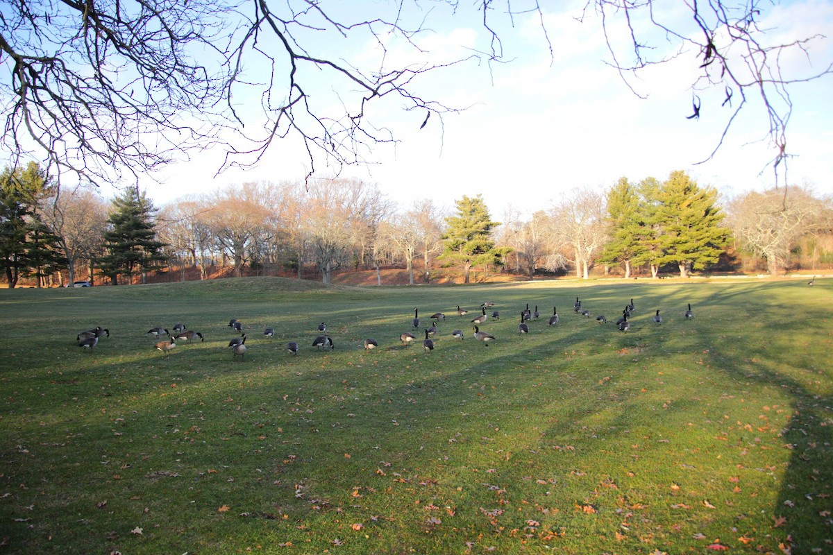 Казарка канадська - ML647461437