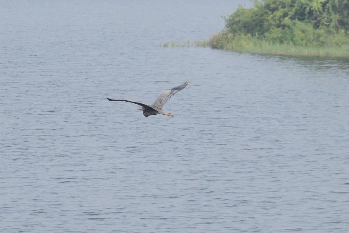 Чапля сіра - ML647461439