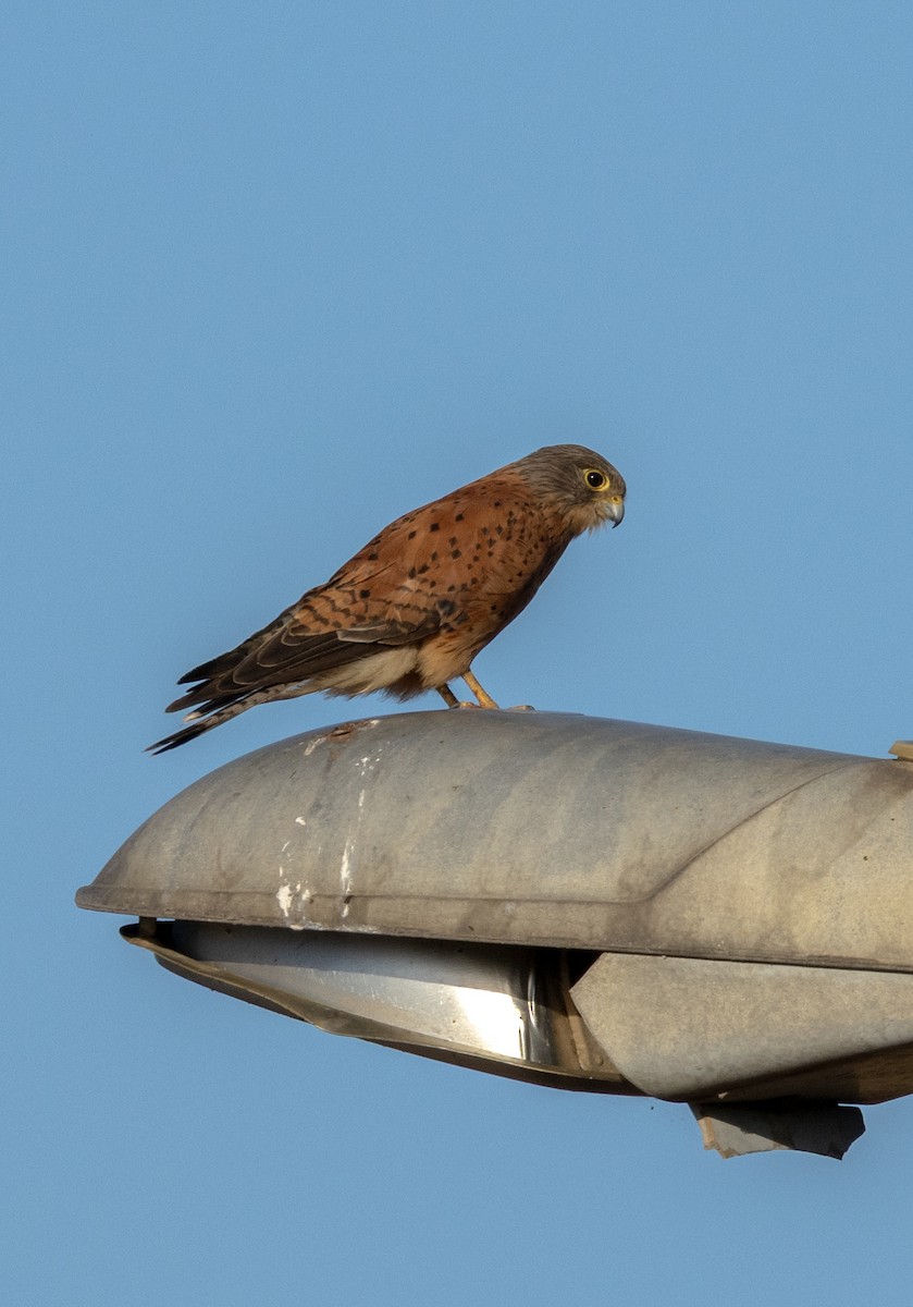 Боривітер савановий - ML647461446