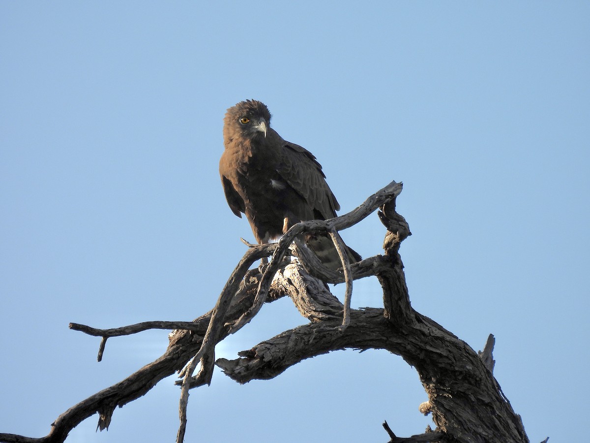 Змієїд бурий - ML647461447