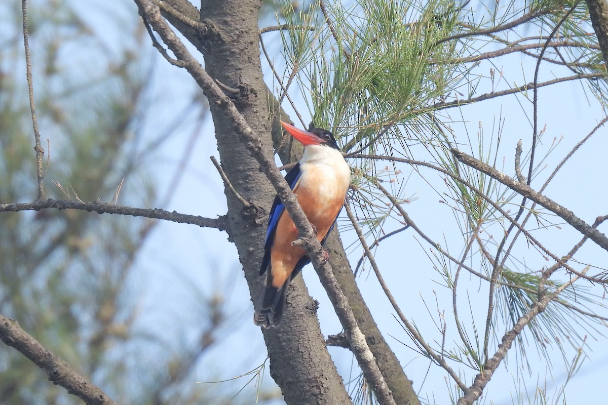 Альціон чорноголовий - ML647461449