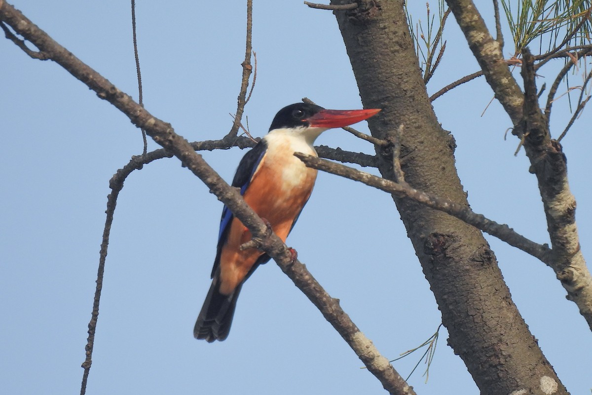 Альціон чорноголовий - ML647461451