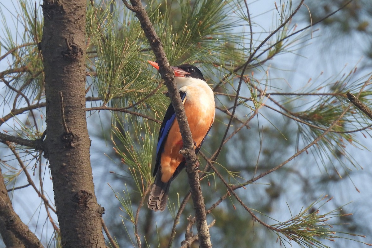 Альціон чорноголовий - ML647461452