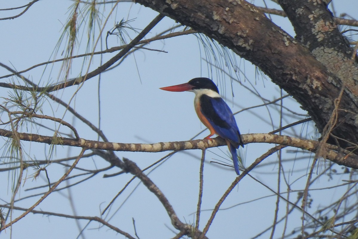 Альціон чорноголовий - ML647461453