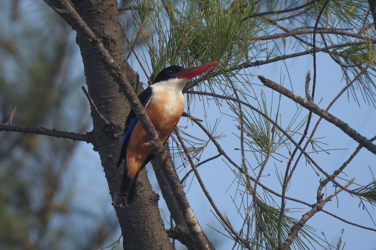 Альціон чорноголовий - ML647461454