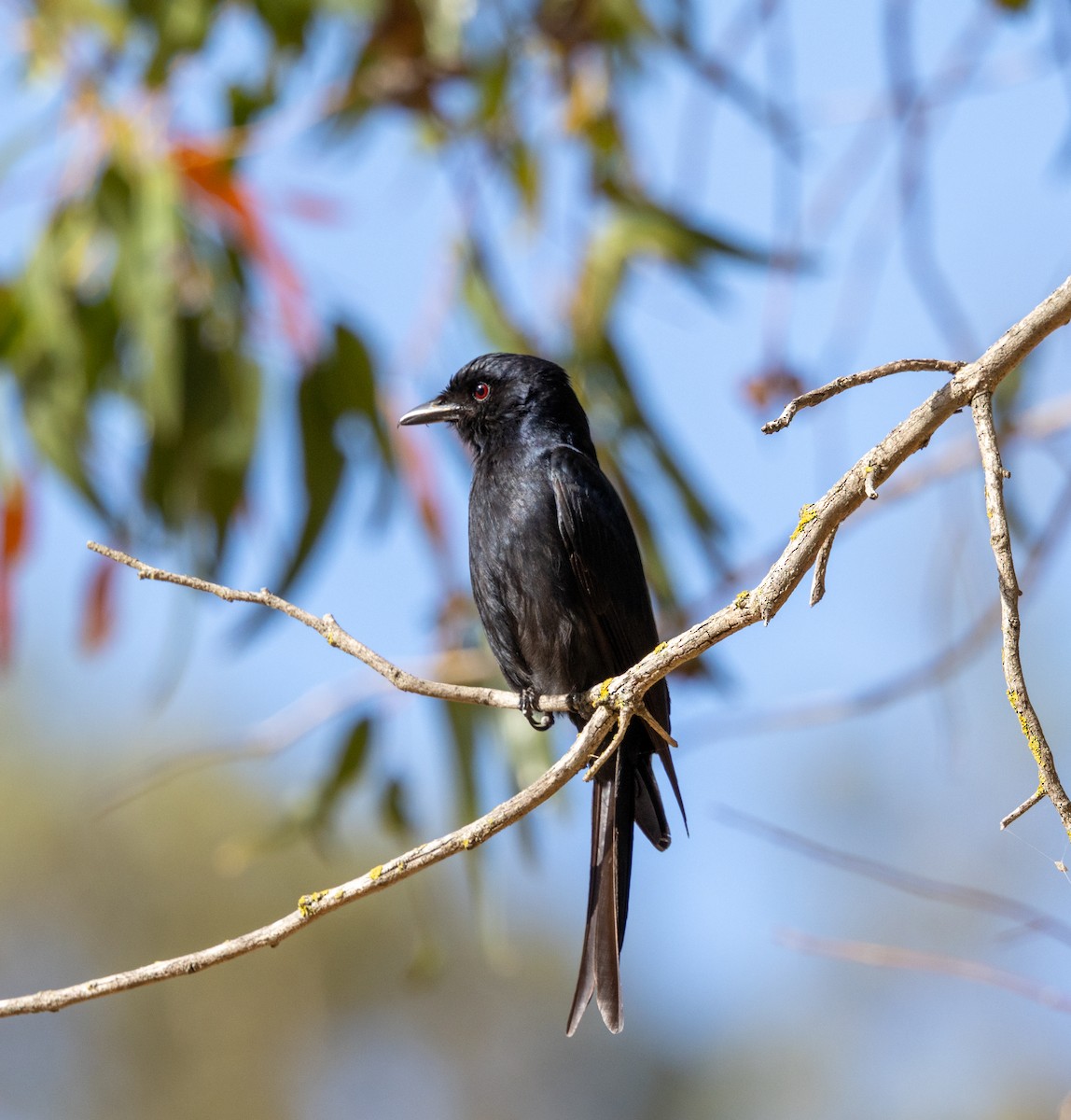 Дронго вилохвостий - ML647461455