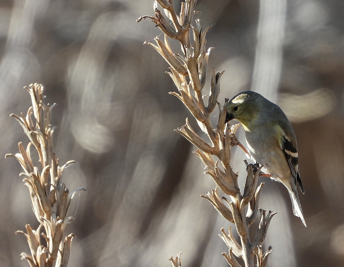 Чиж золотий - ML647461456