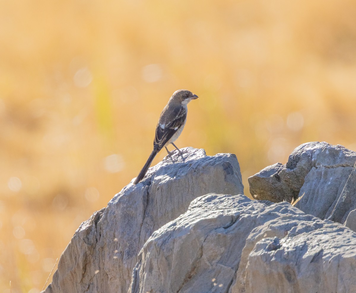 Сорокопуд чорноголовий - ML647461457