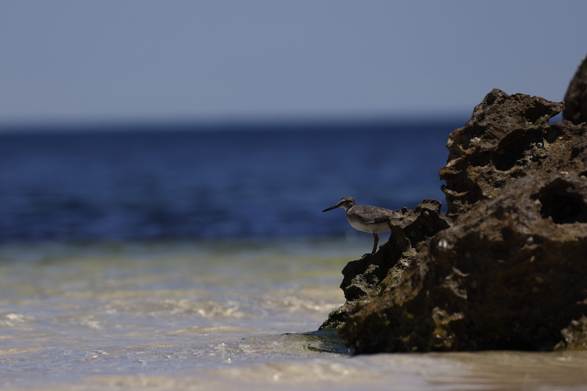 Коловодник попелястий - ML647461458