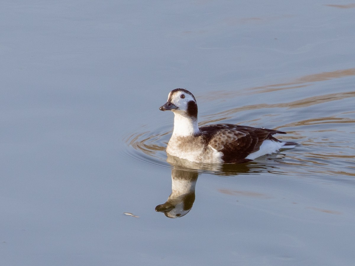 Морянка - ML647461460