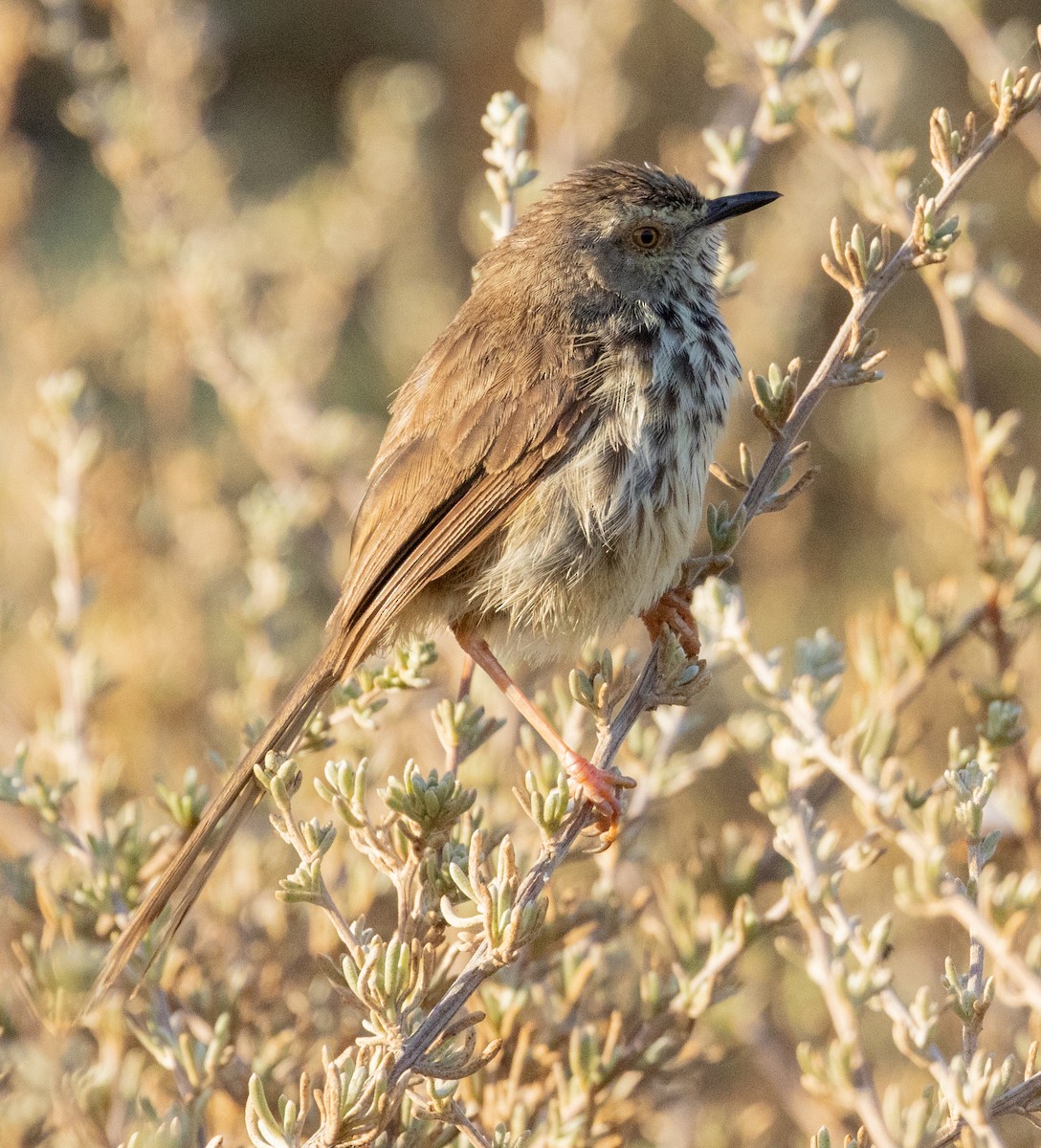 Принія плямистогруда - ML647461461