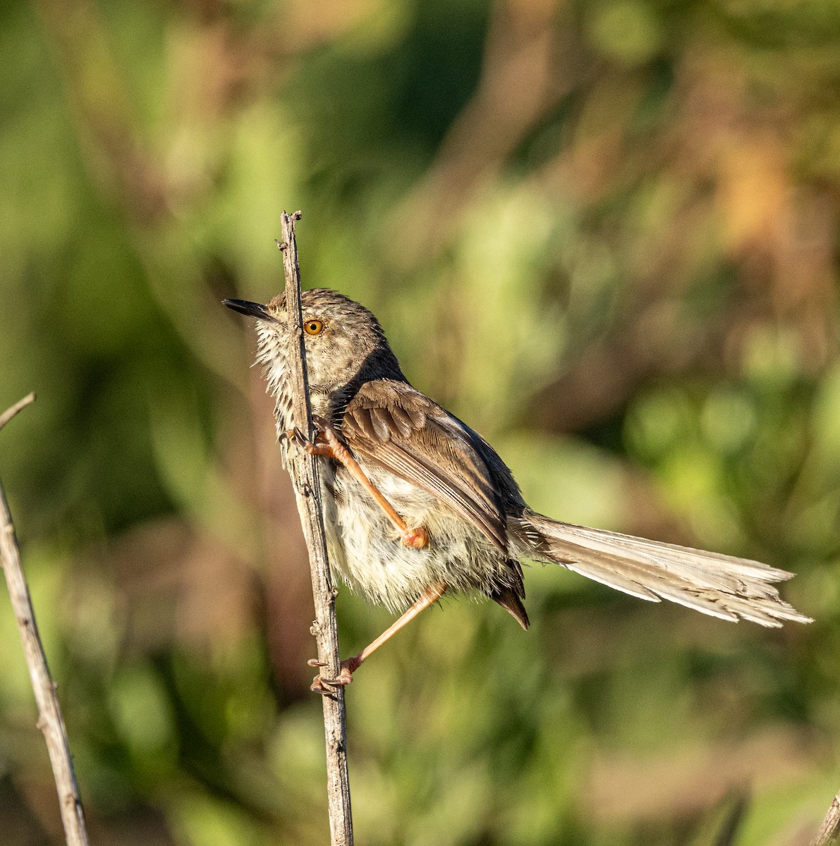 Принія плямистогруда - ML647461462