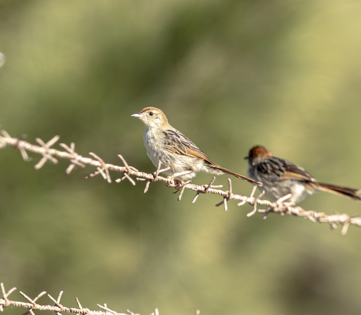 Таміка лучна - ML647461465