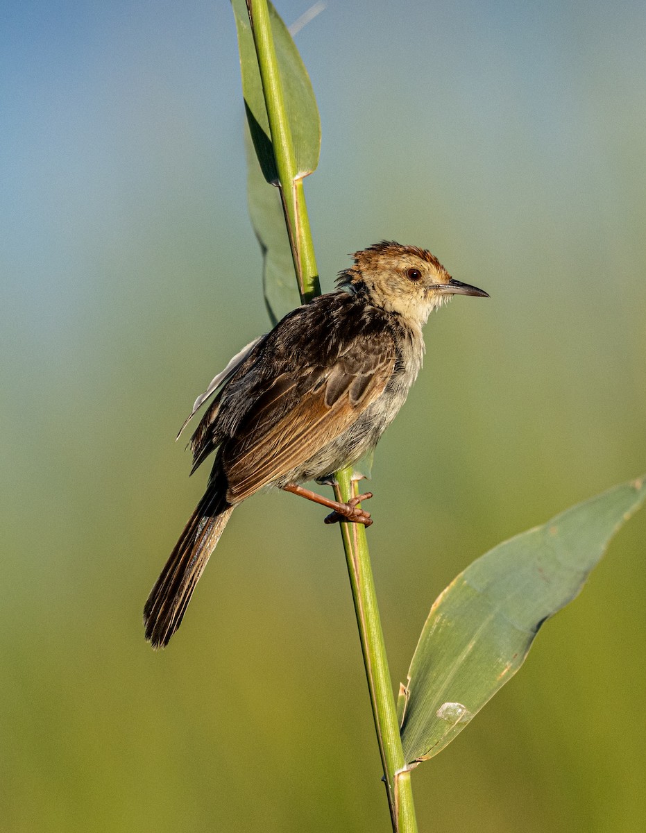 Таміка лучна - ML647461466