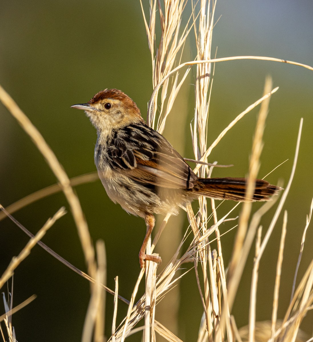 Таміка лучна - ML647461467
