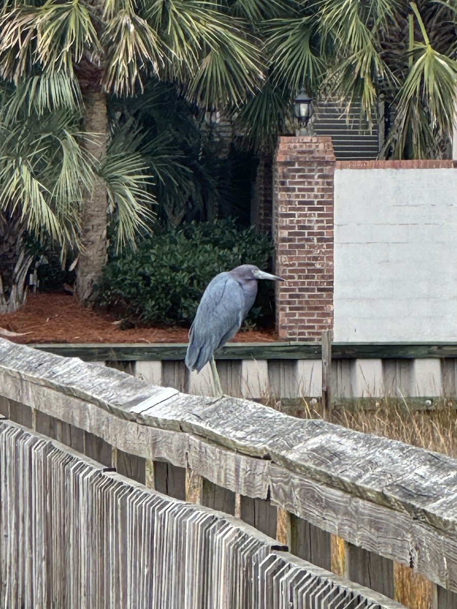 Чепура блакитна - ML647461468