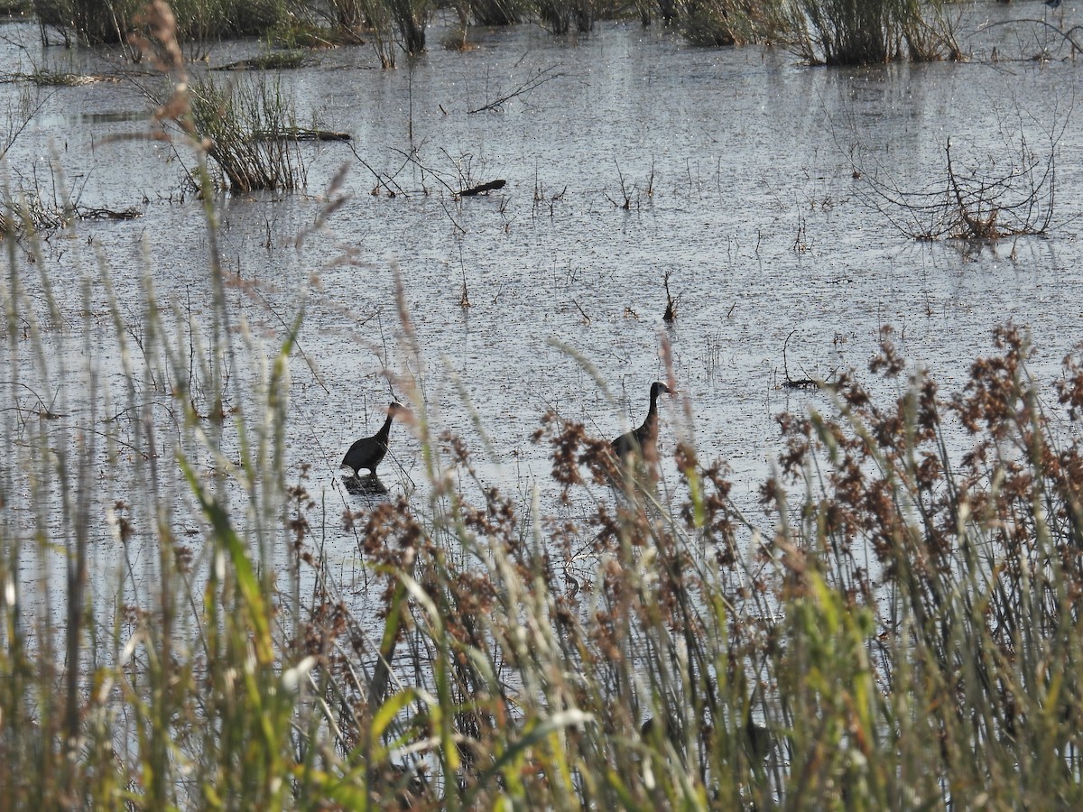 Свистач білоголовий - ML647461470