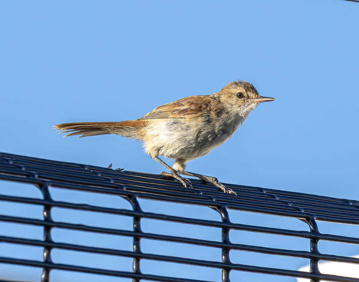 Очеретянка світлоброва - ML647461471