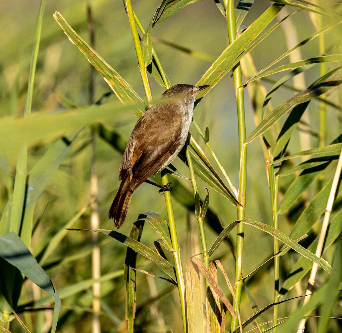 Очеретянка світлоброва - ML647461472