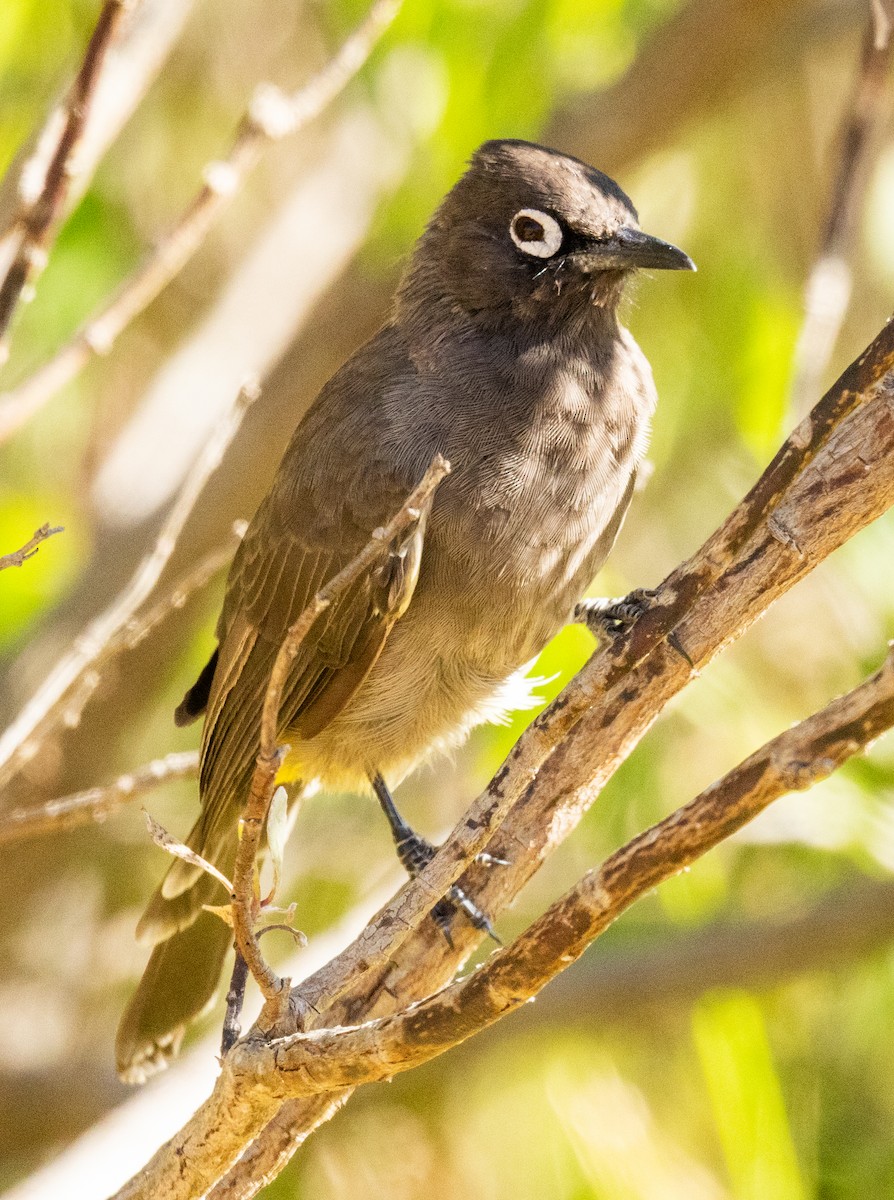 Cape Bulbul - ML647461476