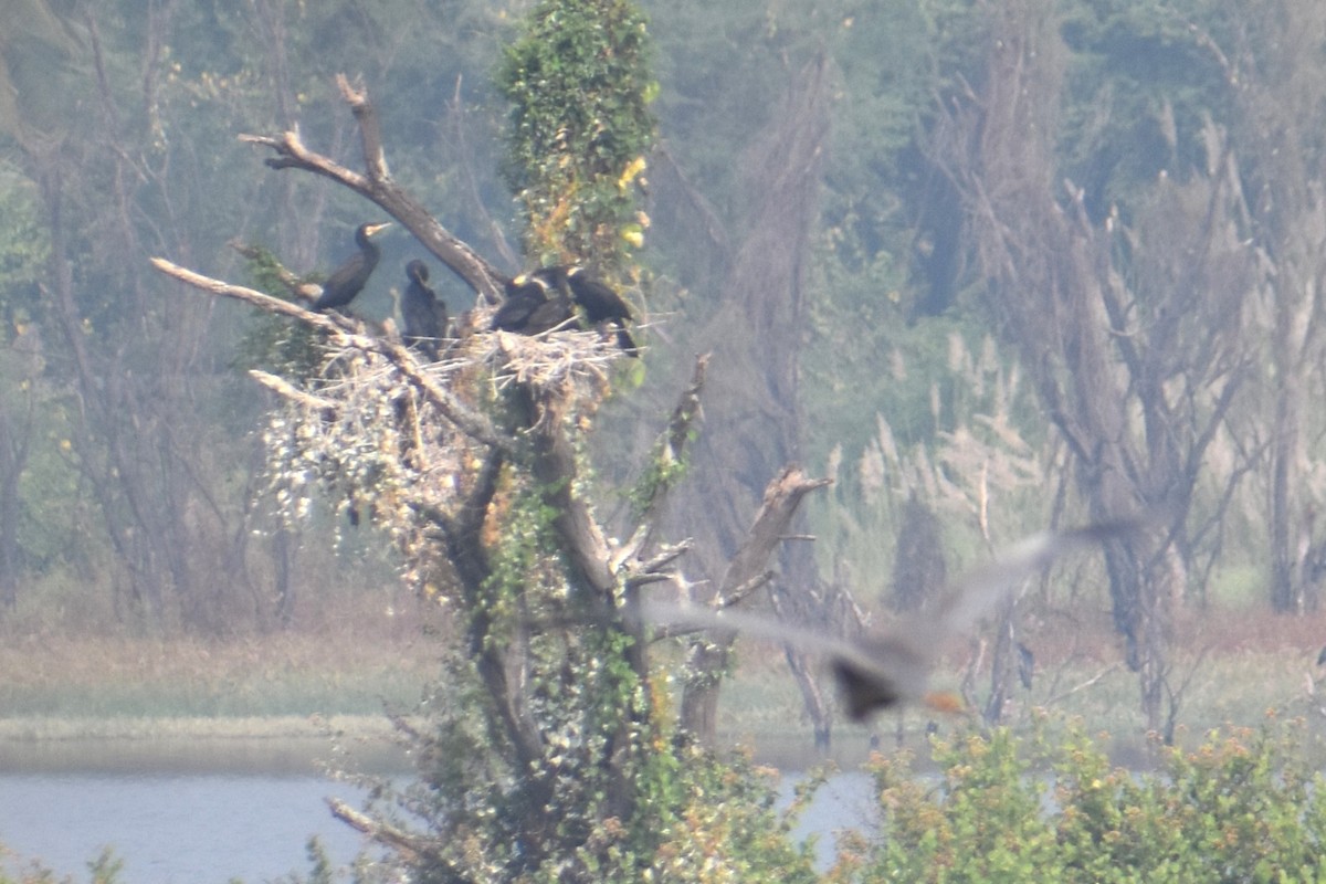 Баклан великий - ML647461478