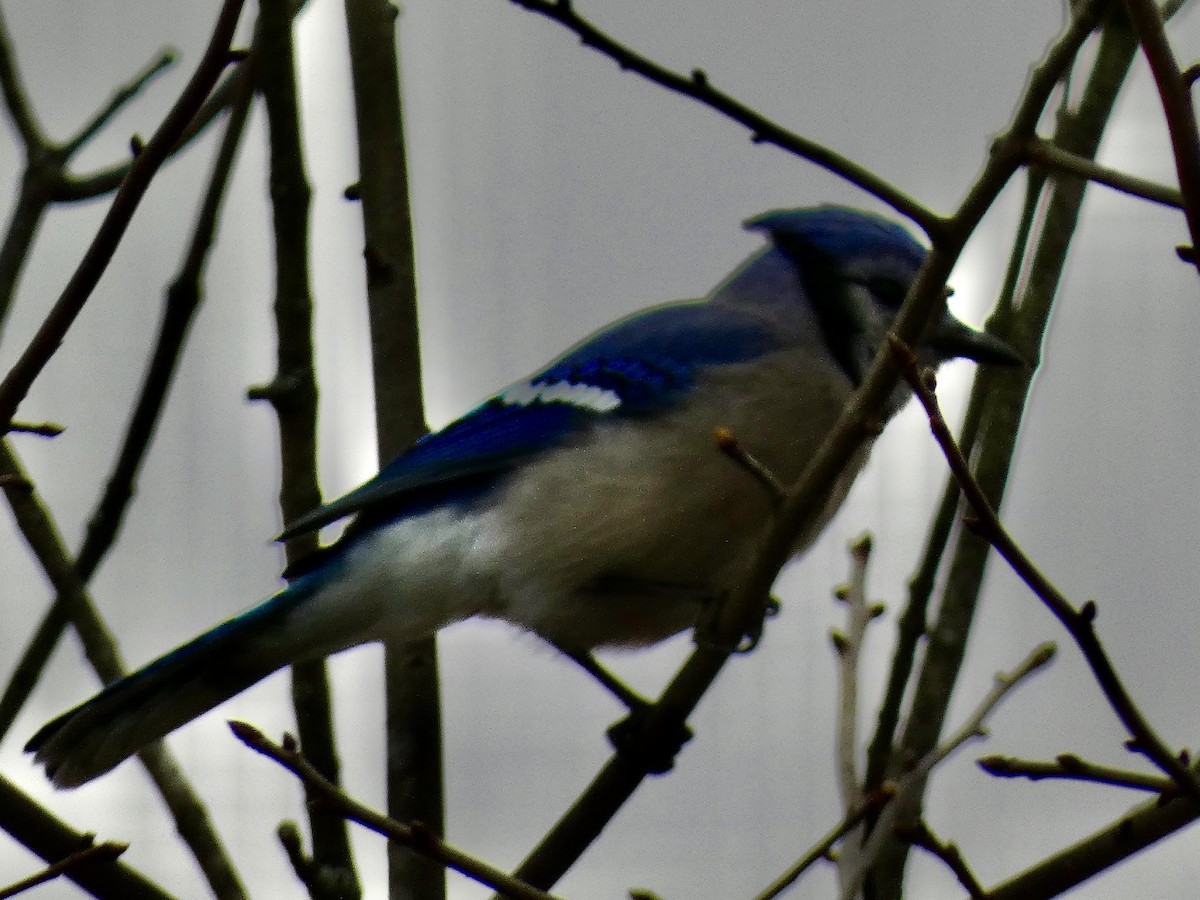 Blue Jay - ML647461485